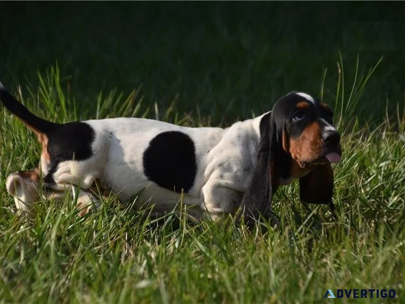 Healthy Basset Hound puppies searching for new forever homes.