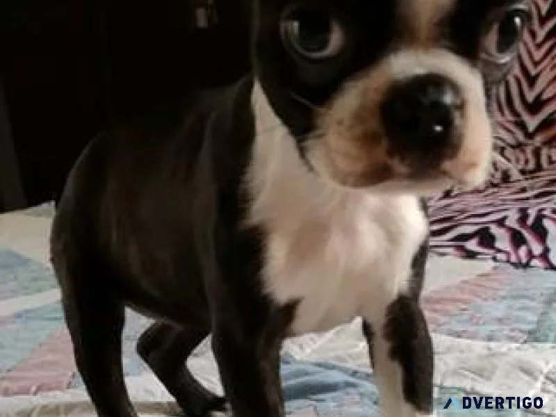 Lovely Boston Terrier puppies  Ready Now
