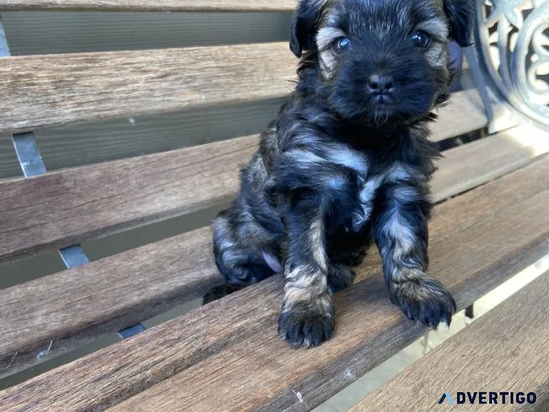 Shih Tzu female puppy - Antonette