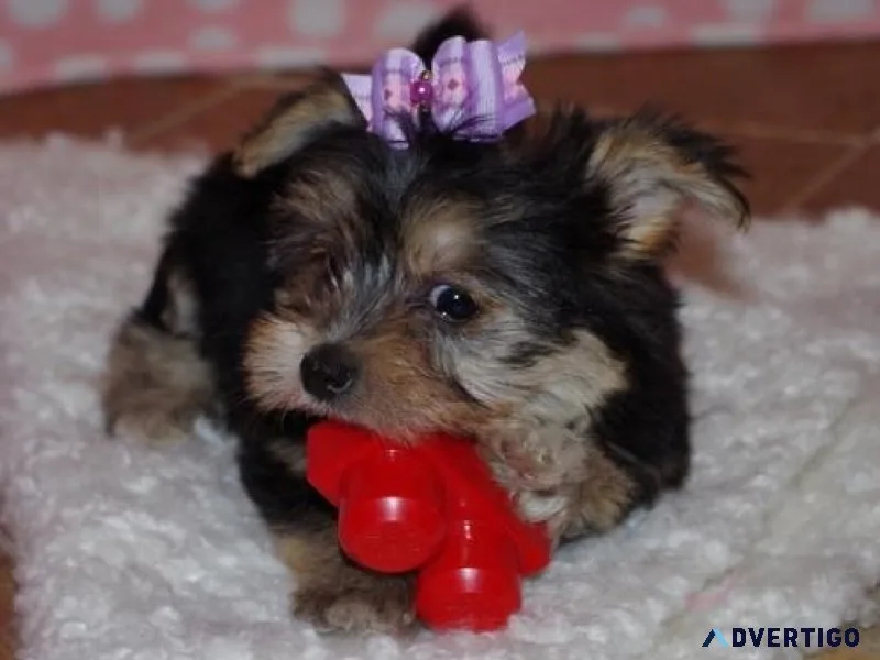 Adorable Morkie Puppies for sale