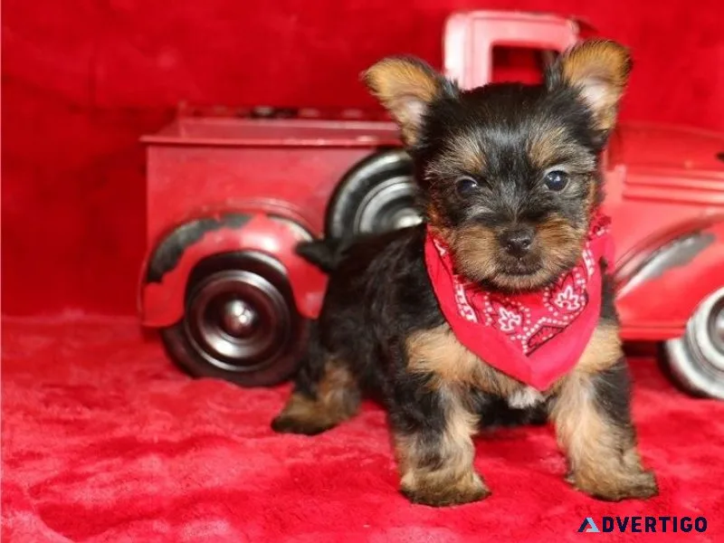 AKC Teacup Yorkie puppies ready now
