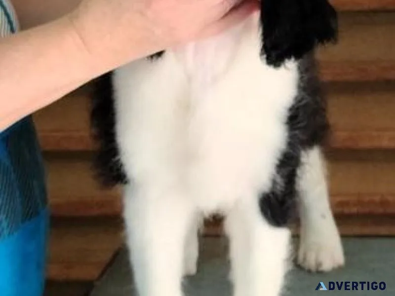 Gorgeous English Springer Spaniel Puppies