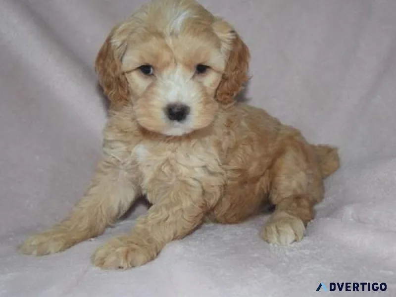 Cutest Cockapoo Puppies Ready