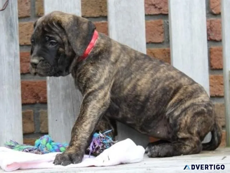 Male and female Bullmastiff puppies available