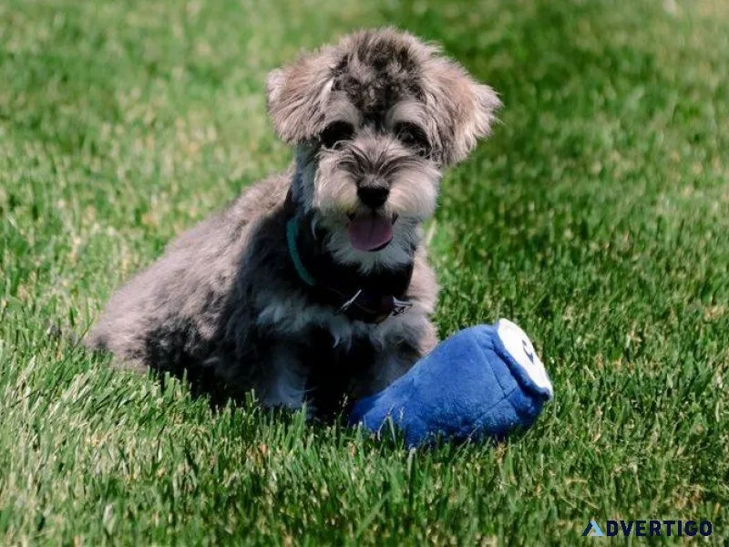 Lovely Schnoodle Puppies For sale