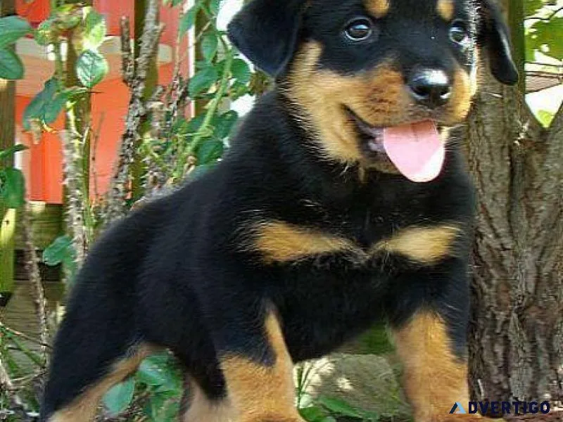 AKC reg. German Rottweiler Puppies for sale.