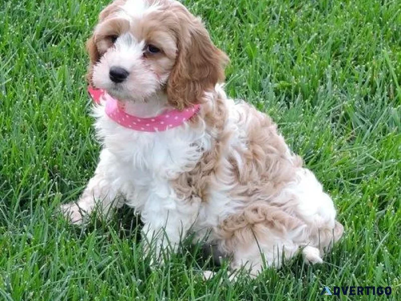 Home raised Cavachon Puppies for sale.