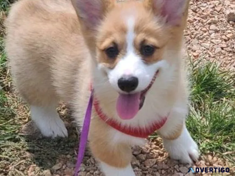 AKC Pembroke Welsh Corgi puppies for sale