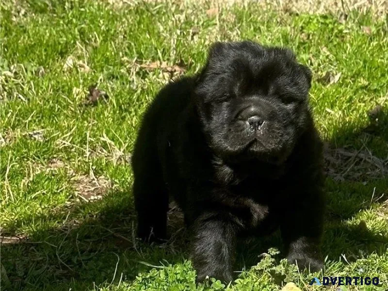 Healthy Chinese Shar-Pei Puppies