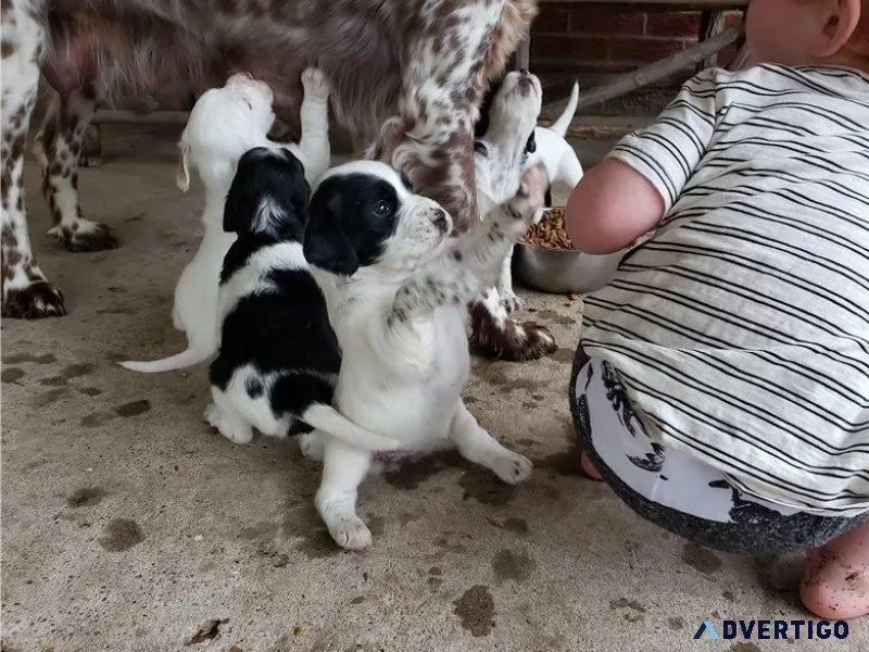 Gorgeous English Setter puppies available