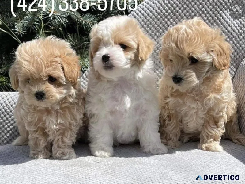 Maltipoo puppies