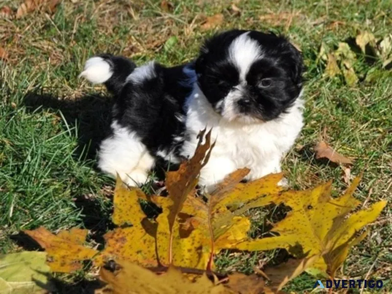 Adorable Male and female Shih Tzu puppies