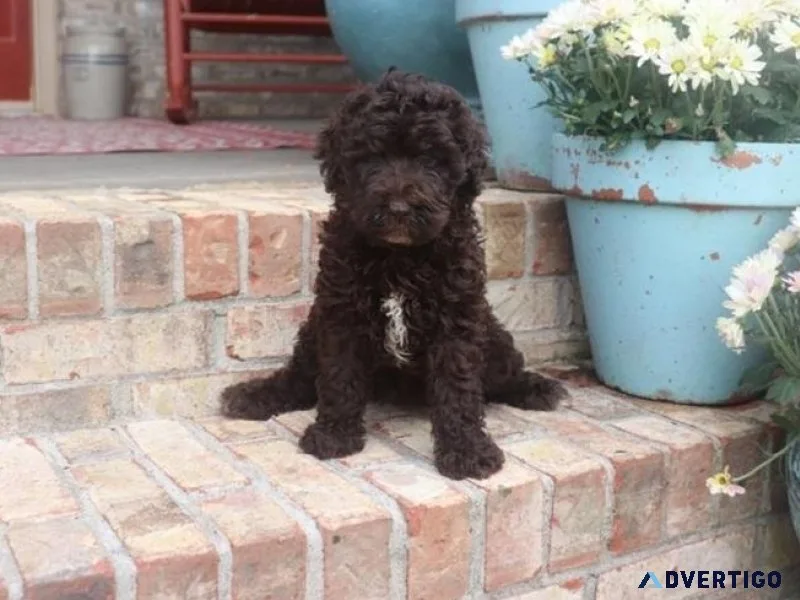 Lovely Labradoodle Puppies searching for new forever homes