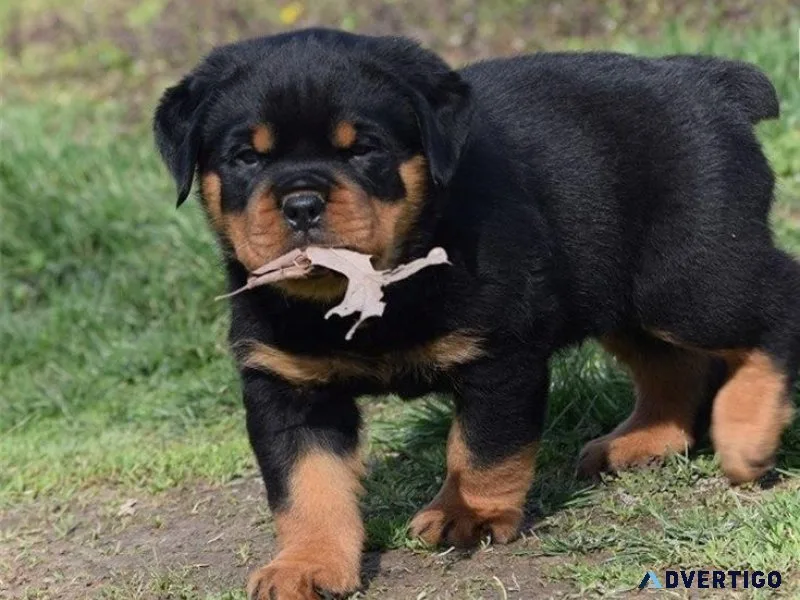 AKC registered German Rottweiler Puppies