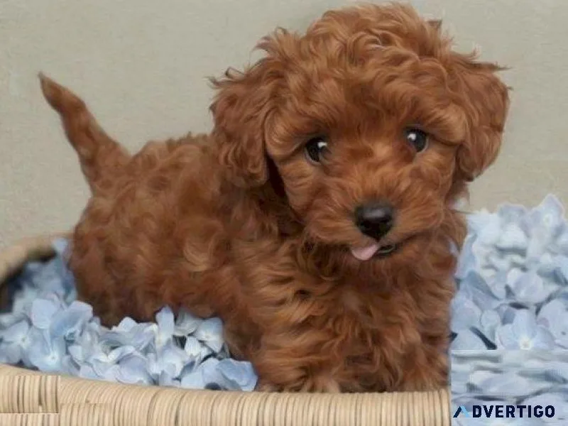 CKC Toy Poodle Puppies Available.