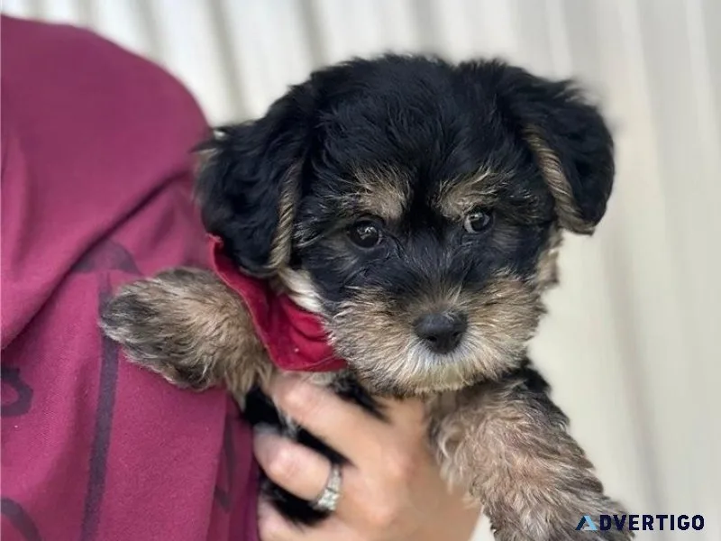 Amazing Yorkie Poo Puppies male and female