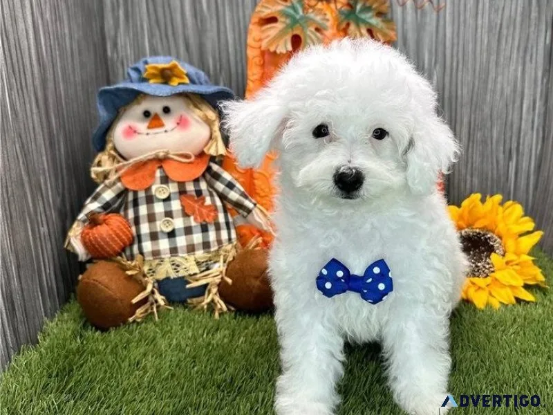 Beautiful Havanese puppies Available NOW