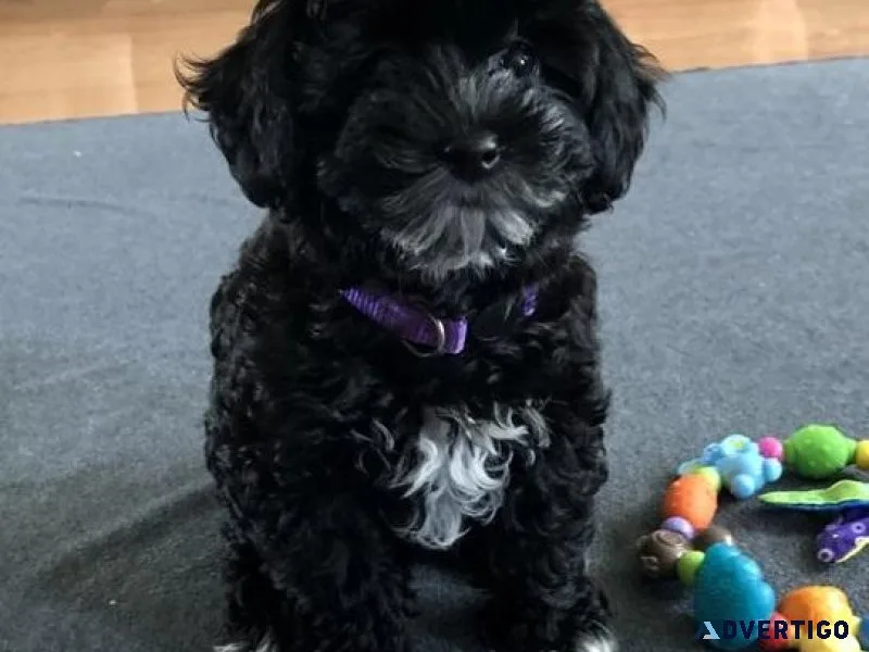 Gorgeous Havapoo puppies Available for lovely homes