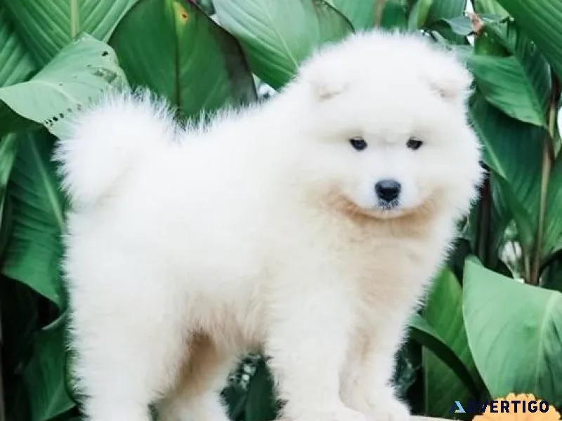 AKC male and female Samoyed puppies ready