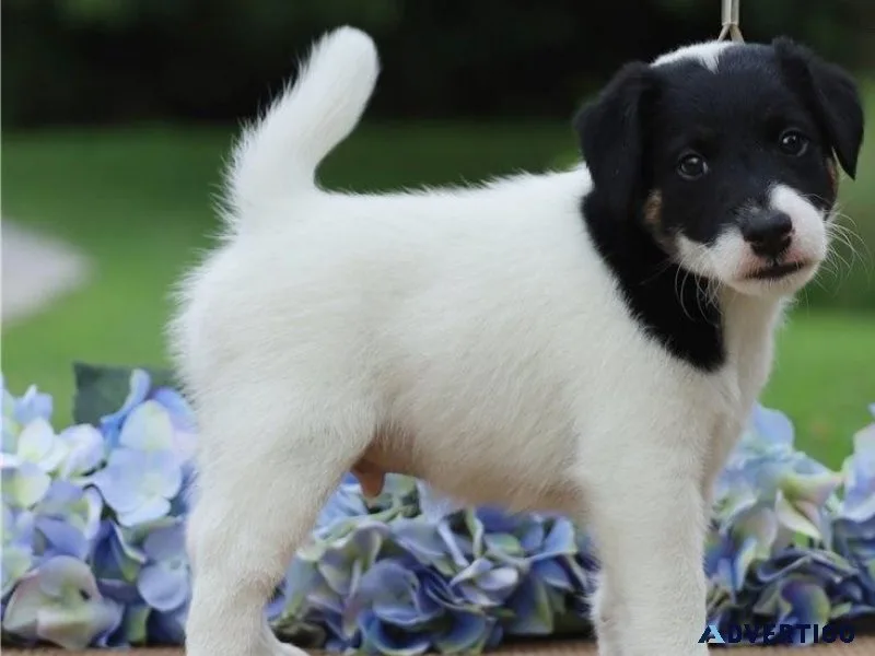 Amazing Fox Terrier Puppies ready for new forever homes now.