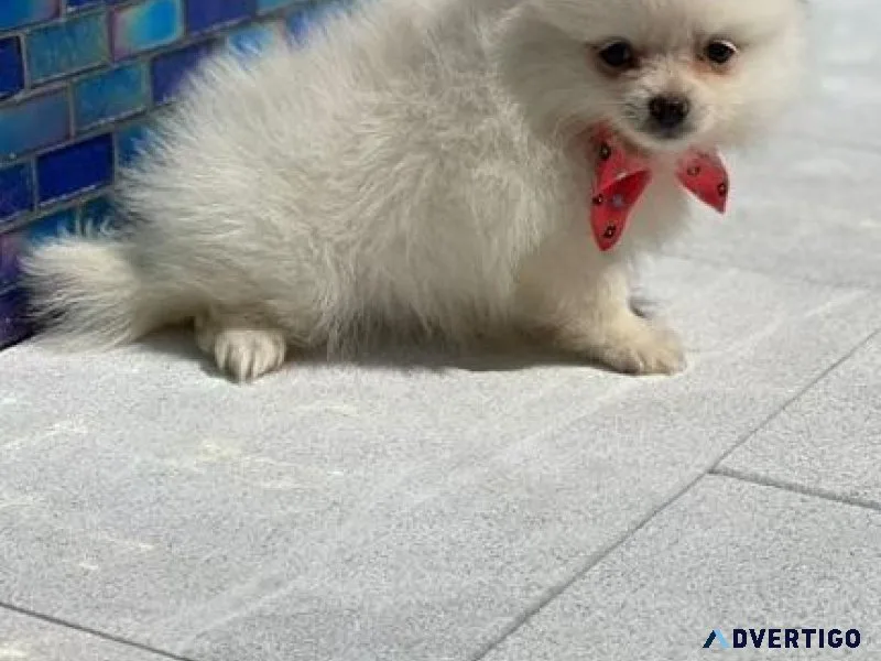 CKC registered Maltipom puppies for lovely homes.