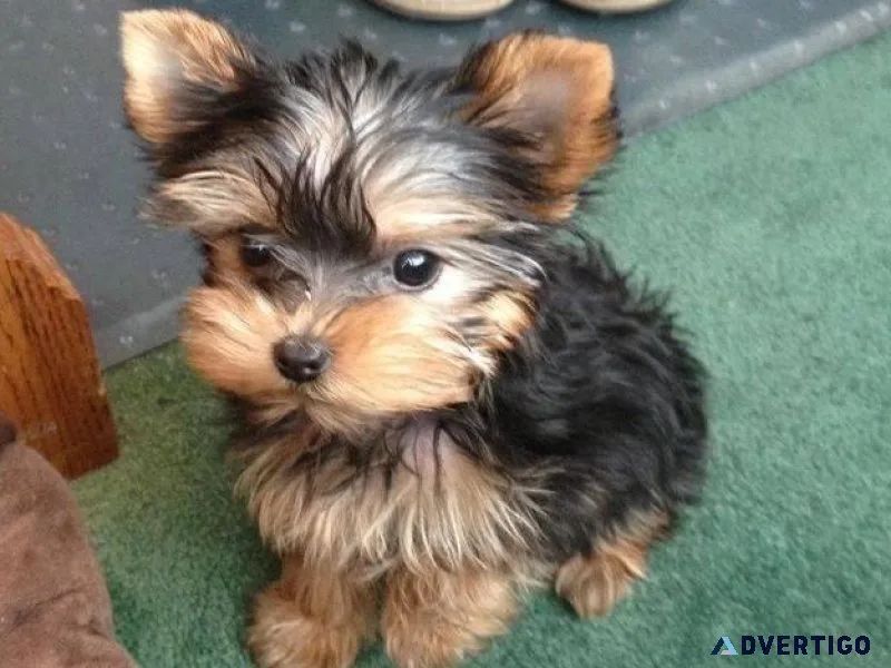 I sell dog hit me up 208-413-9977