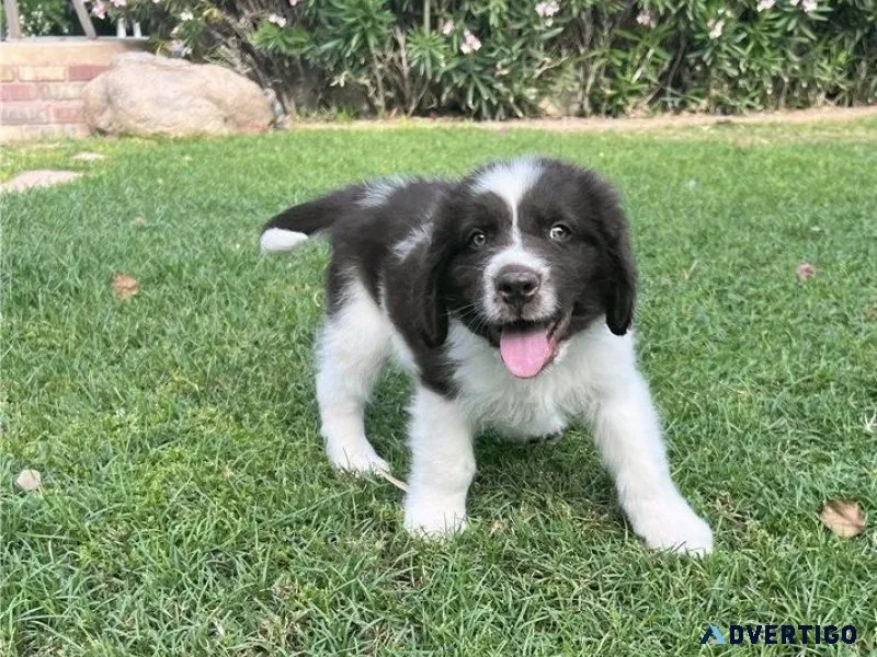 Potty Trained Newfoundland Puppies Available