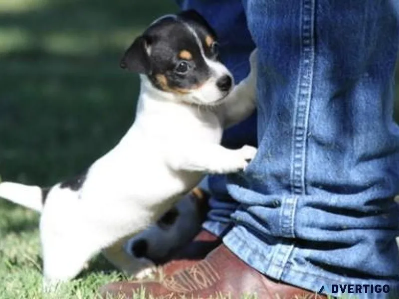 Beautiful Jack Russel Terrier Puppies