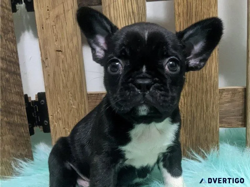 Beautiful Frenchton Puppies ready for new forever homes now