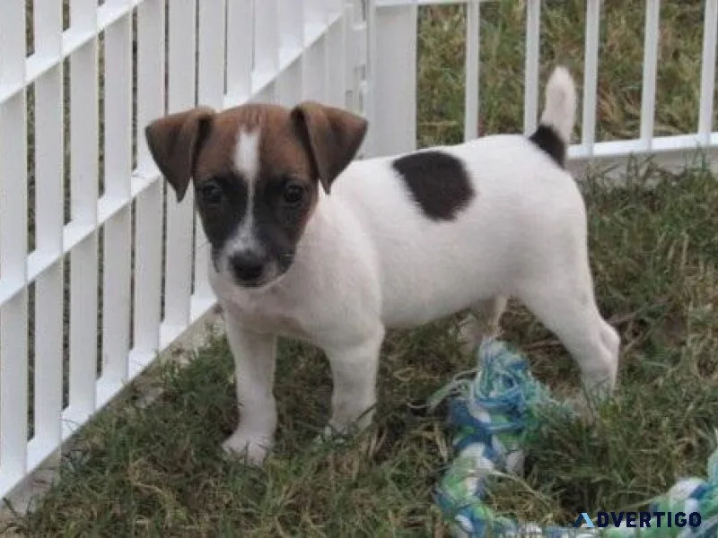 AKC Jack Russel Terrier Puppies
