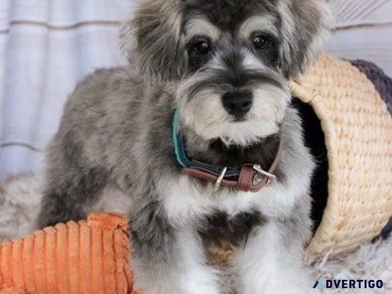 Beautiful Schnoodle puppies ready now