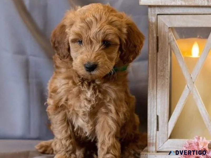 Stunning Irishdoodle Puppies. Boys and girls
