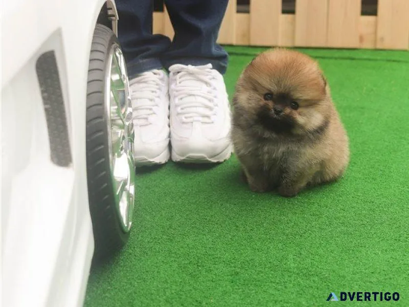 AKC registered Micro Teacup Pomeranian Puppies
