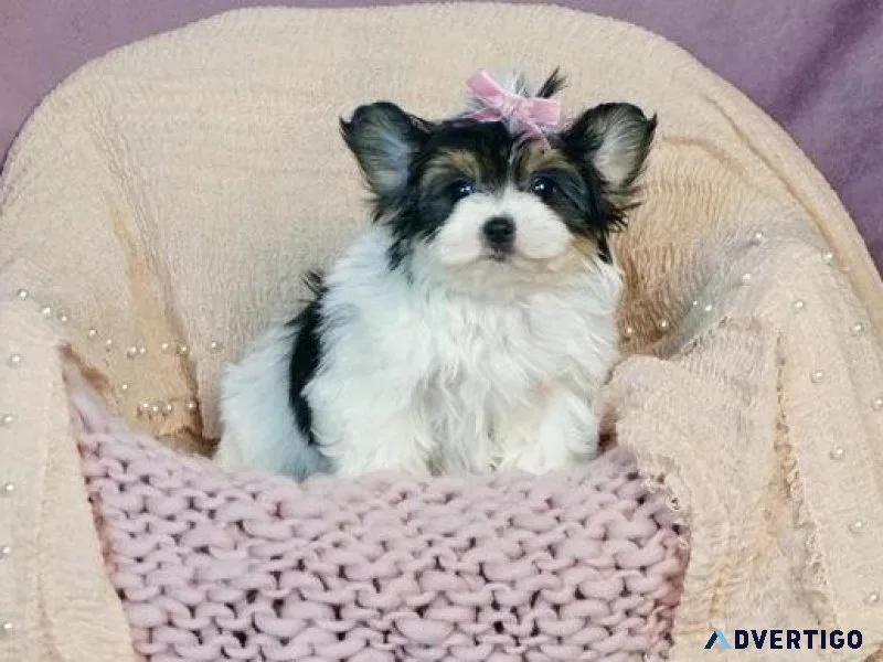 Home raised Morkie Puppies Available