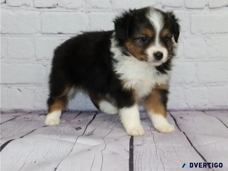 AKC Miniature Australian Shepherd puppies