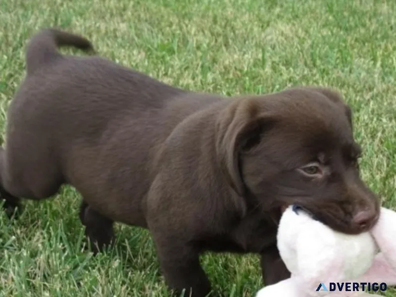 Healthy Labrador Retriever puppies AVAILABLE