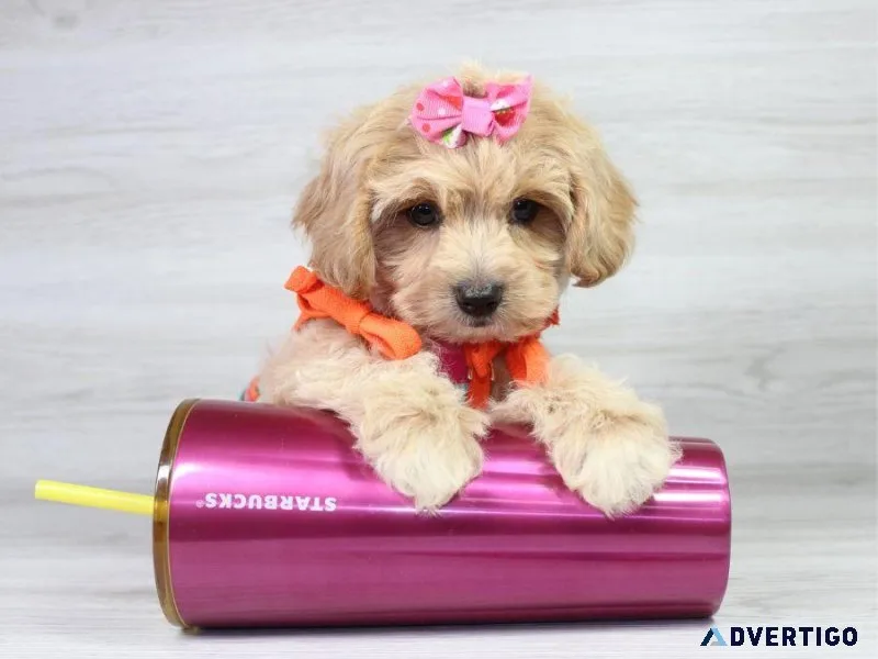 Pure Maltipoo Puppies Delight