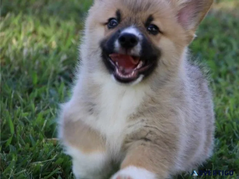 AKC registered Pembroke Welsh Corgi Puppies