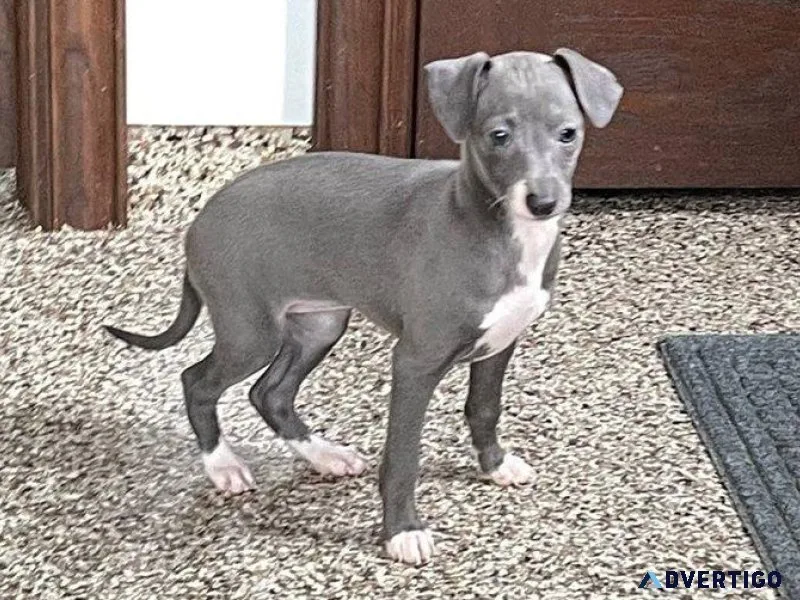 Gorgeous Italian Greyhound Puppies male and female