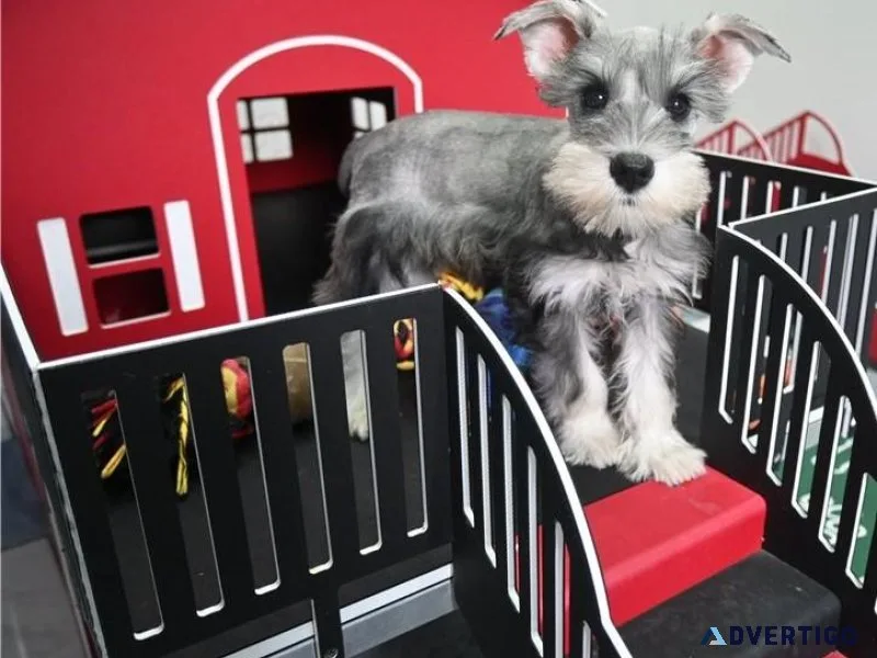 AMAZING Miniature Schnauzer Puppies Available