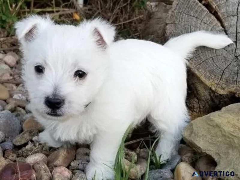 Adorable West Highland White Terrier Puppies