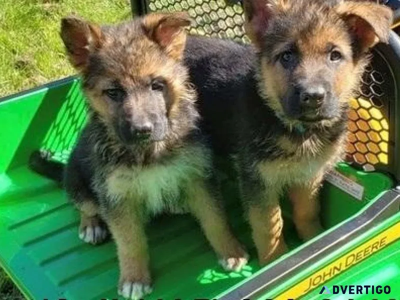 Gorgeous German Shepherd Puppies girls and boys