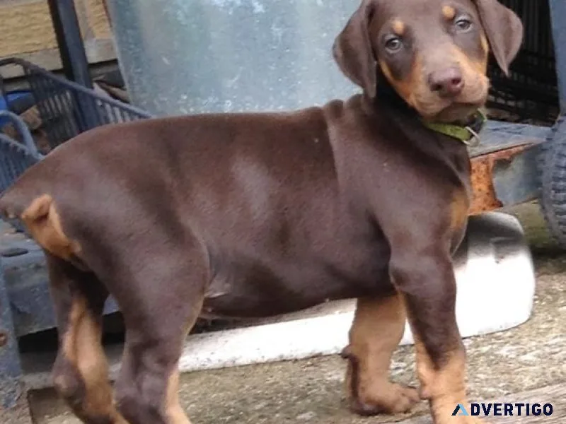 Well Socialized Doberman Pinscher Puppies available