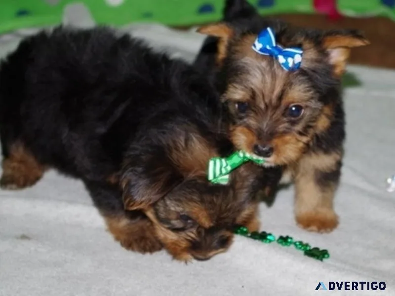 Beautiful Yorkshire Terrier Puppies