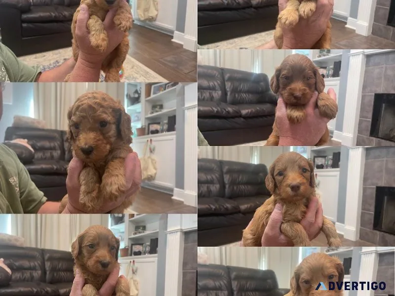 Labradoodle Puppies