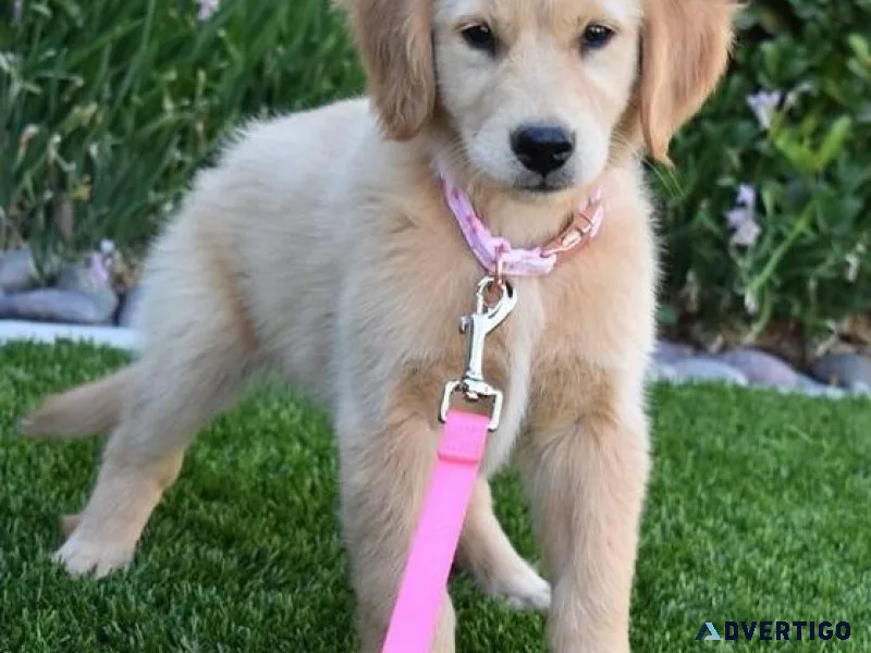 AKC Full Golden Retriever puppies available now