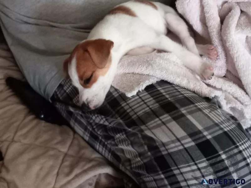 Female Jack Russell puppy