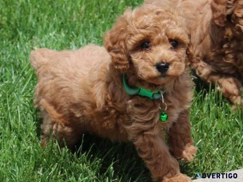 Gorgeous Toy Poodle puppies Available NOW