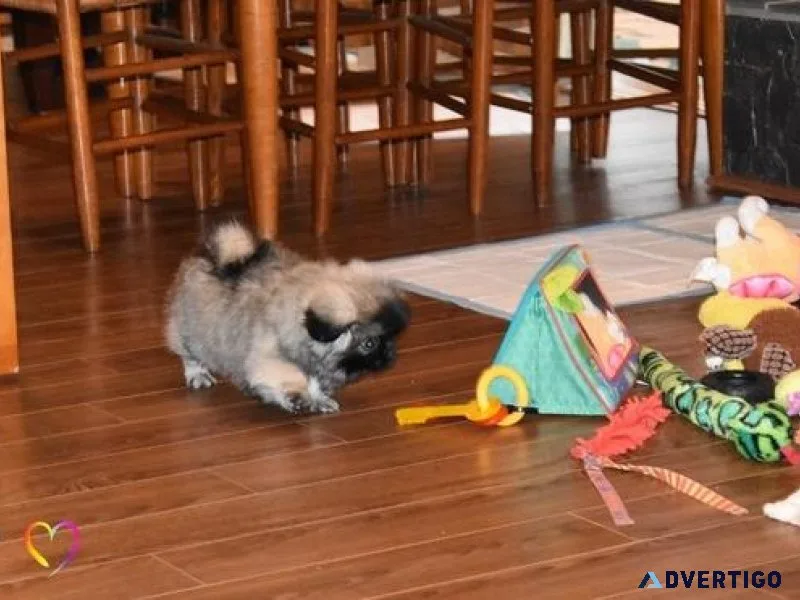 Gorgeous Pekingese Puppies Available