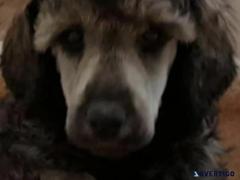 Standard poodle pups